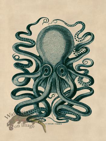 Octopus Teal 31